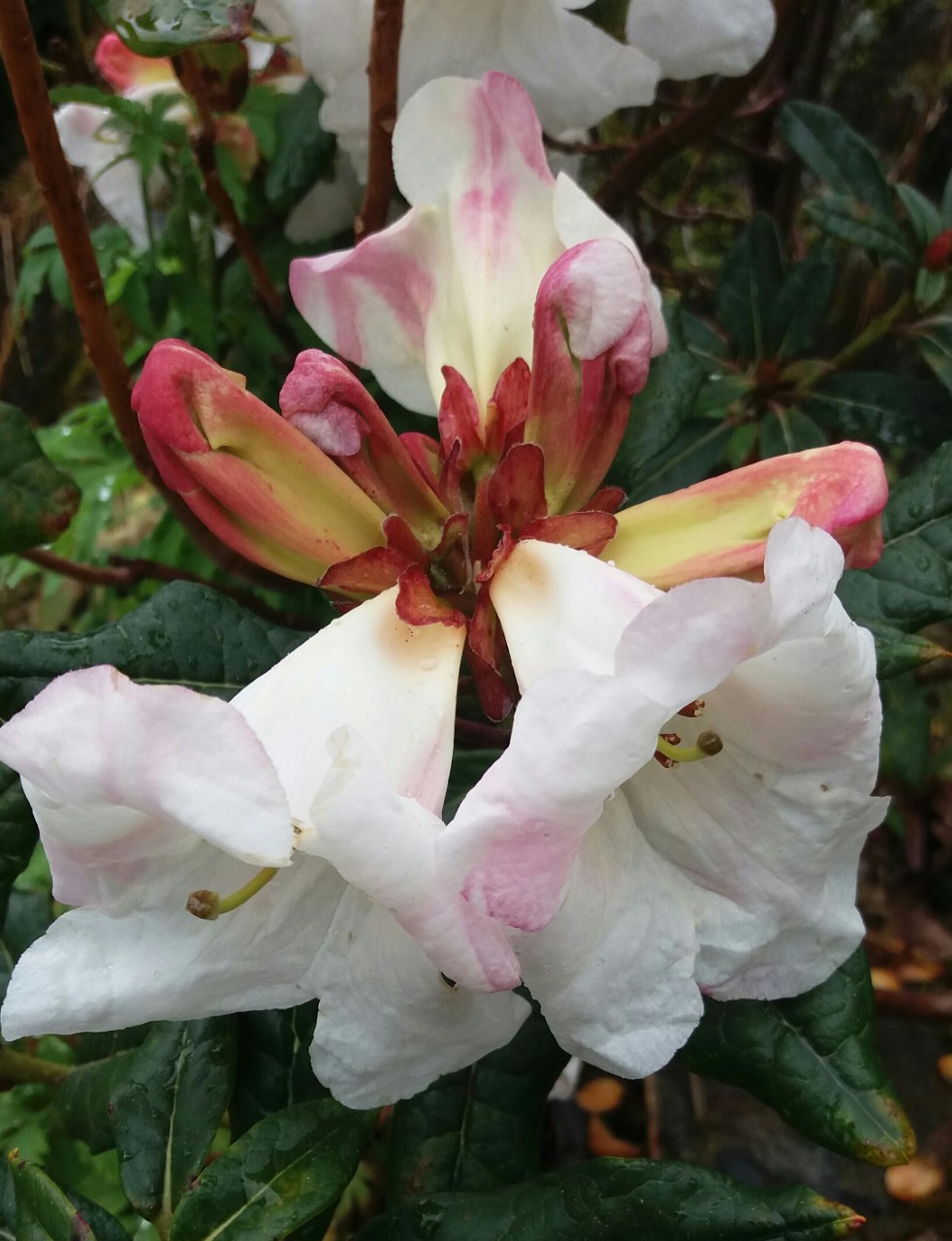 R. lindleyi hybrid